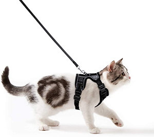 Rabbitgoo Pet Harness Review