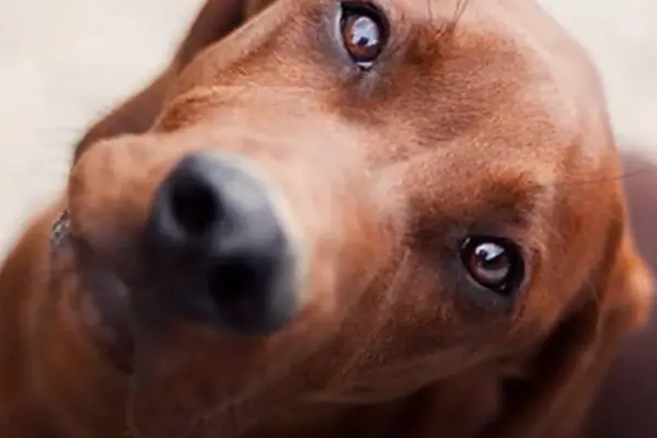 Redbone Coonhound Dog Breed