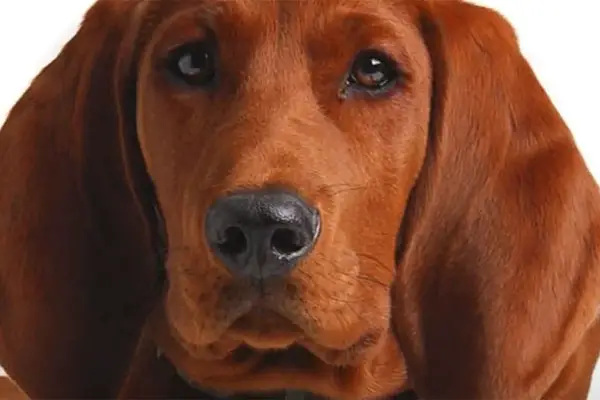 Redbone Coonhound Facts