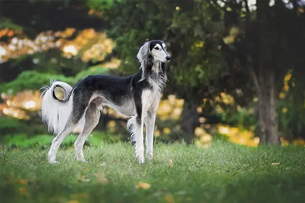 Saluki Breed