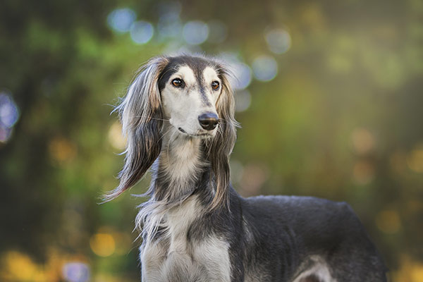 Saluki Dog