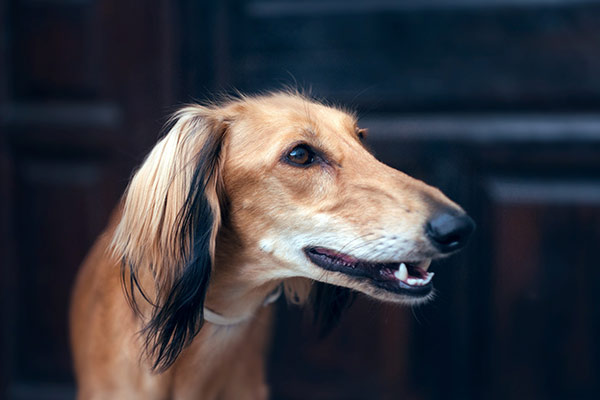 Saluki