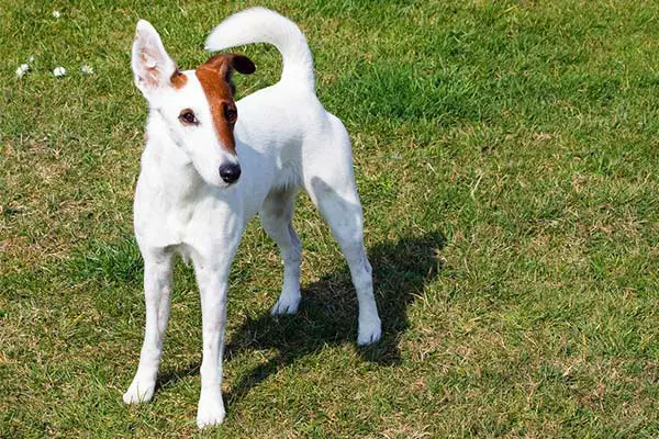 Smooth Fox Terrier Breed