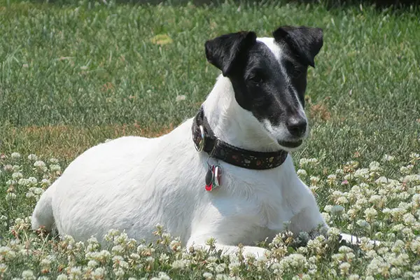 Smooth Fox Terrier Dog