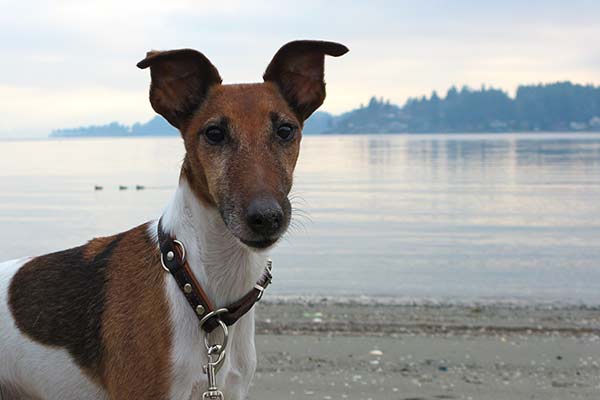 Smooth Fox Terrier