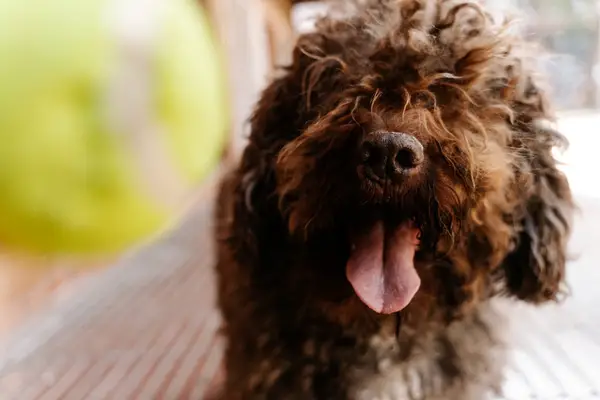 Spanish Water Dog Breed