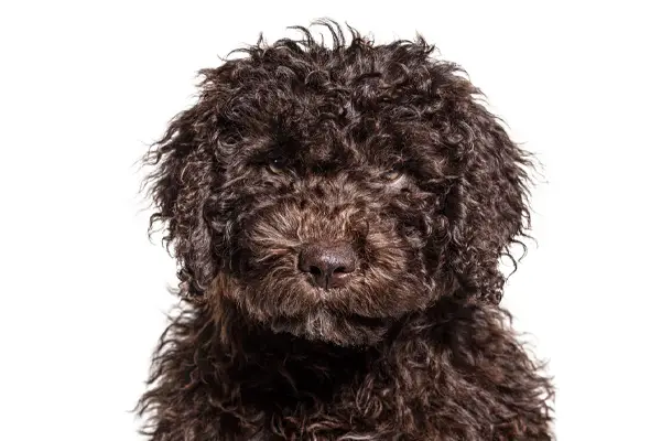 Spanish Water Dog Care Requirements