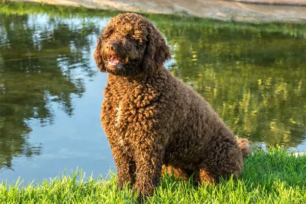 Spanish Water Dog Facts