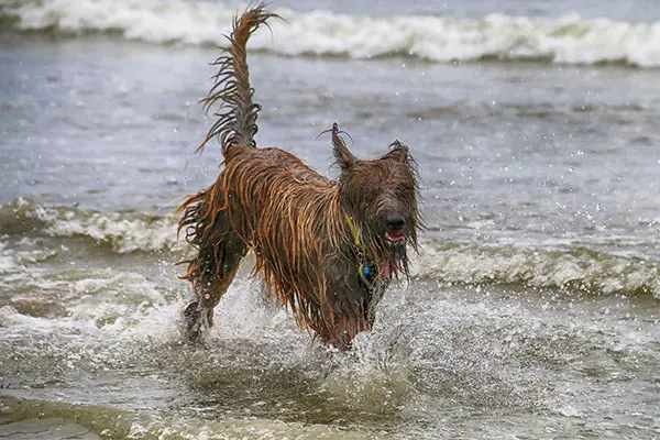 Tibetan Mastiff Dog