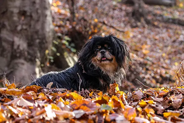 Tibetan Spaniel Breed