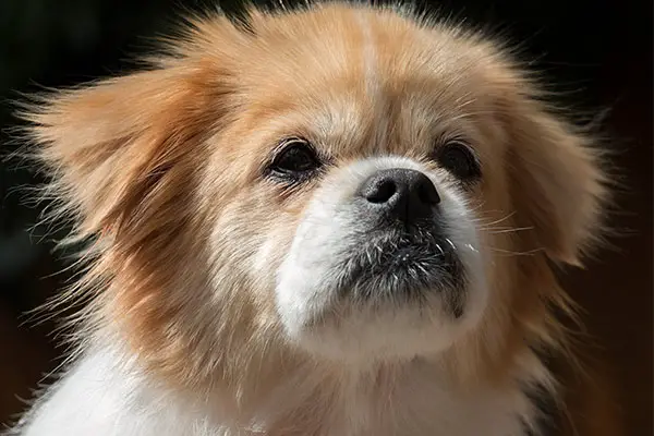 Tibetan Spaniel Dog