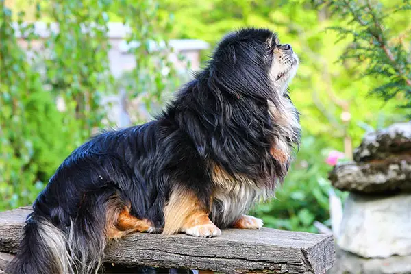 are tibetan spaniel aggressive