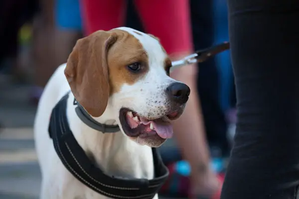 Treeing Walker Coonhound Dog Breed