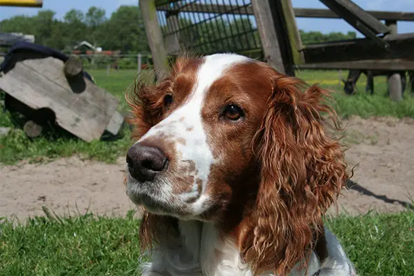 welsh springer spaniel