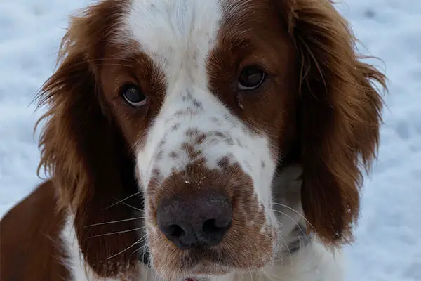 Welsh Springer Spaniel Dog