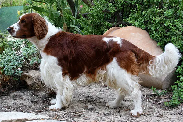 Welsh Springer Spaniel