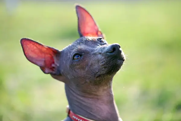 Xoloitzcuintli Dog Breed