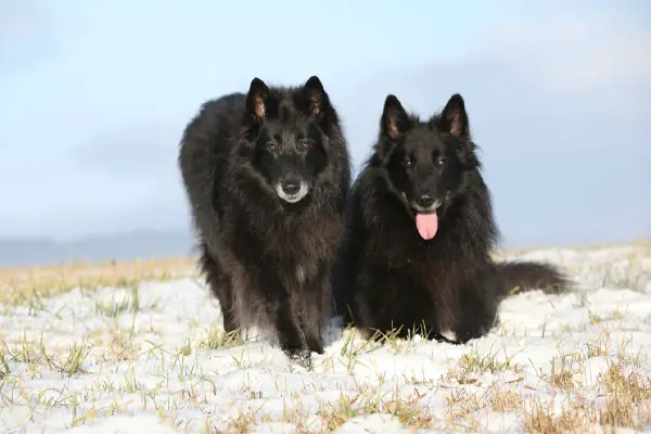 belgian sheepdog care