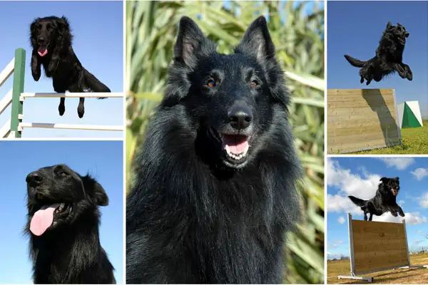 belgian sheepdog dog breed