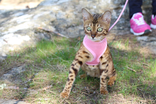 cat wearing a harness with leash