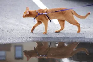 cat wearing an escape-proof cat harness while walking with a leash