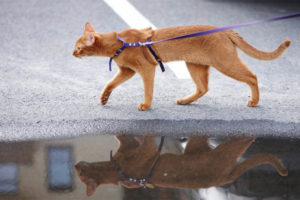 cat wearing an escape-proof cat harness while walking with a leash