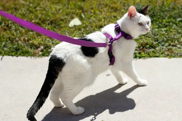 feline wearing a harness