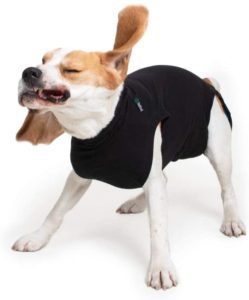 Suitical Recovery Suit On A Beagal