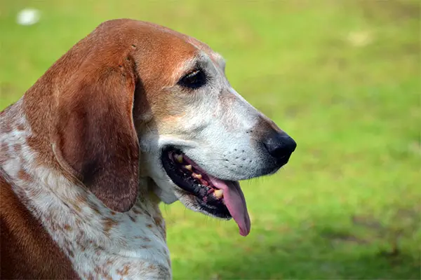 American Coonhound