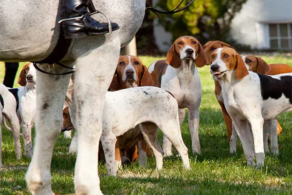 American Foxhound