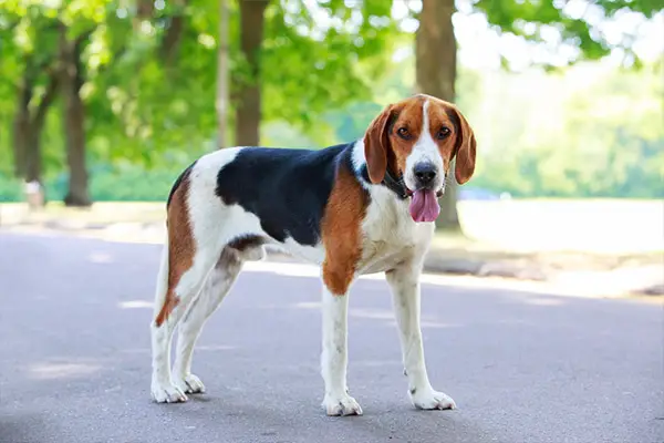 American Foxhound2