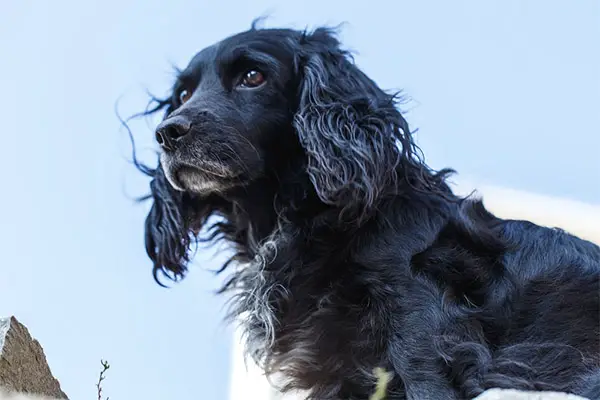 American Water Spaniel