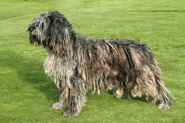 Bergamasco Sheepdog