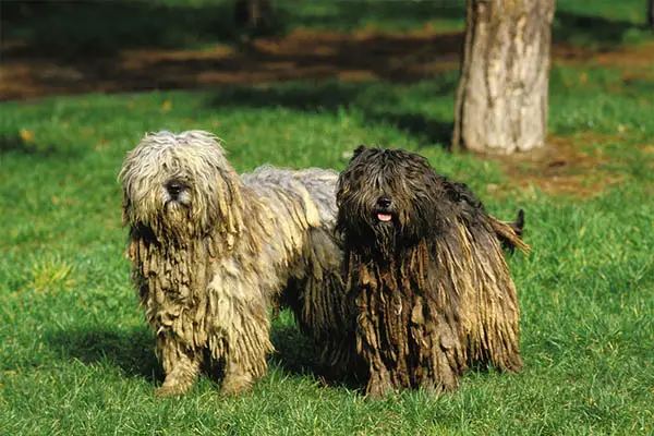 Bergamasco Sheepdog2