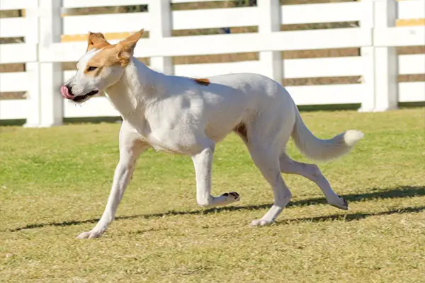 Canaan Dog