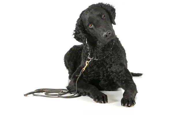 are curly coated retrievers prone to joint problems