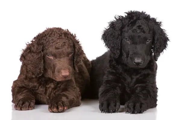 Curly-Coated Retriever Dog Breed