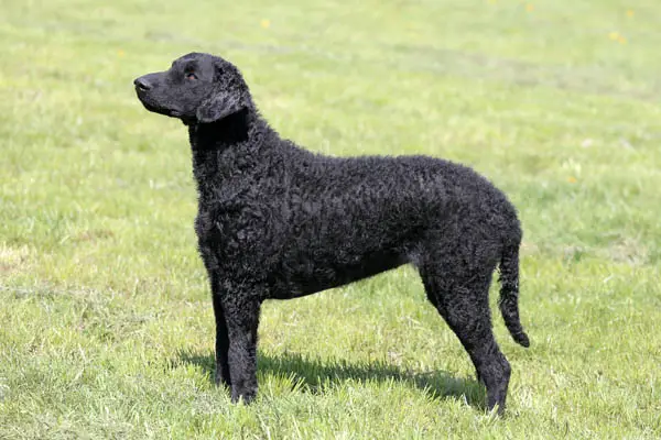 Curly-Coated Retriever Facts