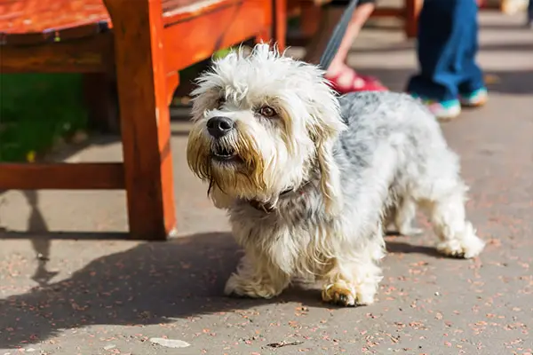 Dandie Dinmont Terrier2