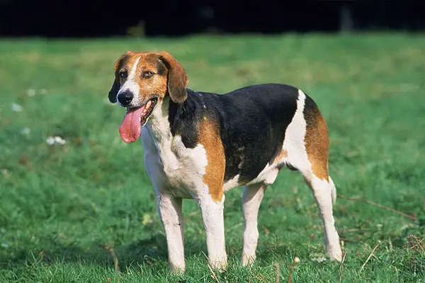 English Foxhound