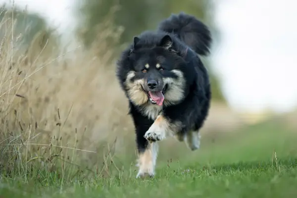 Finnish Lapphund Care Requirements