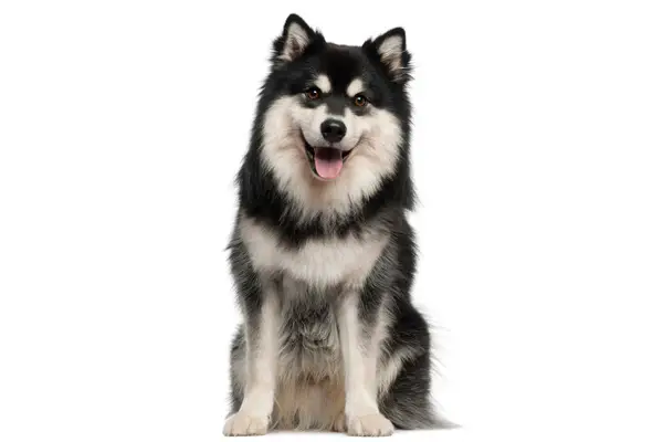 Finnish Lapphund Dog Breed