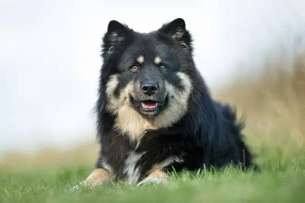 Finnish Lapphund Facts