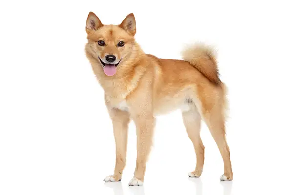 Finnish Spitz2