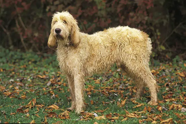 Grand Basset Griffon vendeen1