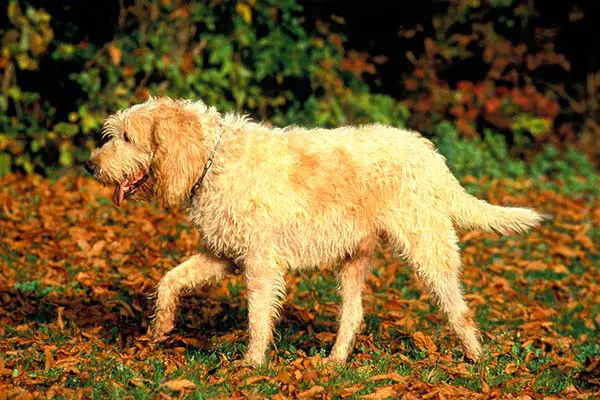 Grand Basset Griffon vendeen2