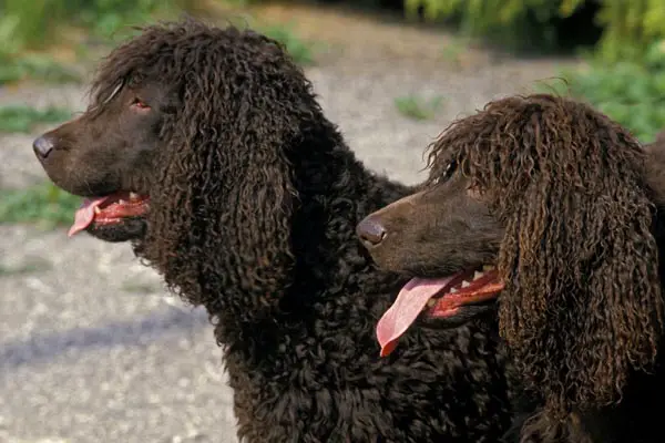 Irish Water Spaniel Dog Breed