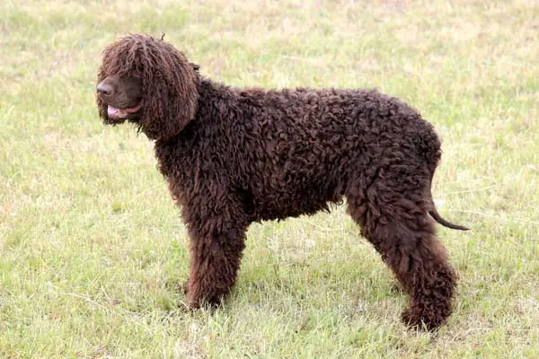 Irish Water Spaniel Facts