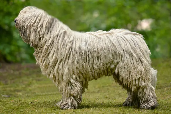 Komondor