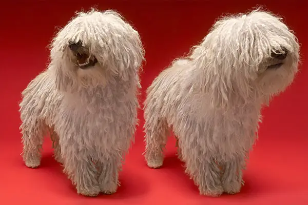 Komondor2